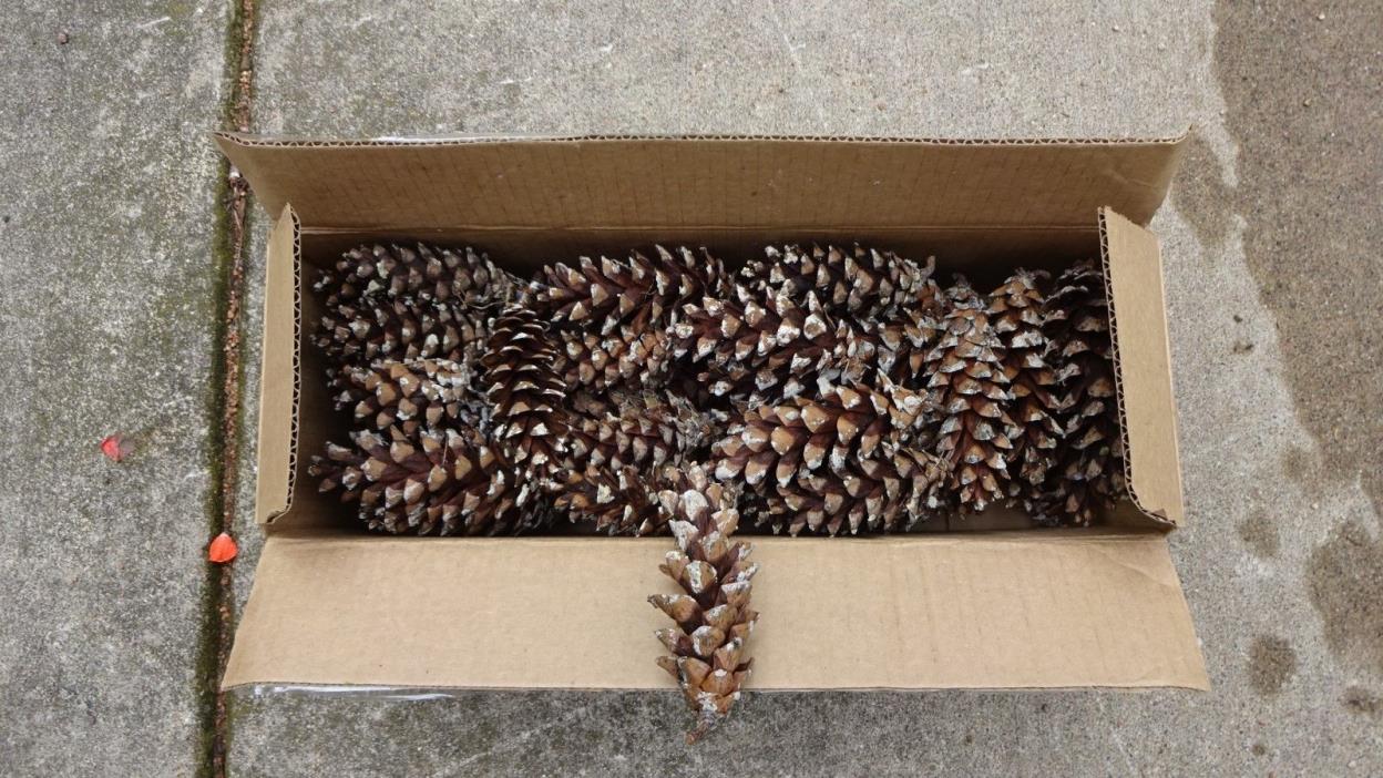 Pine Cones, Set of 90, 3