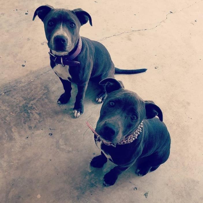 Blue pitbulls