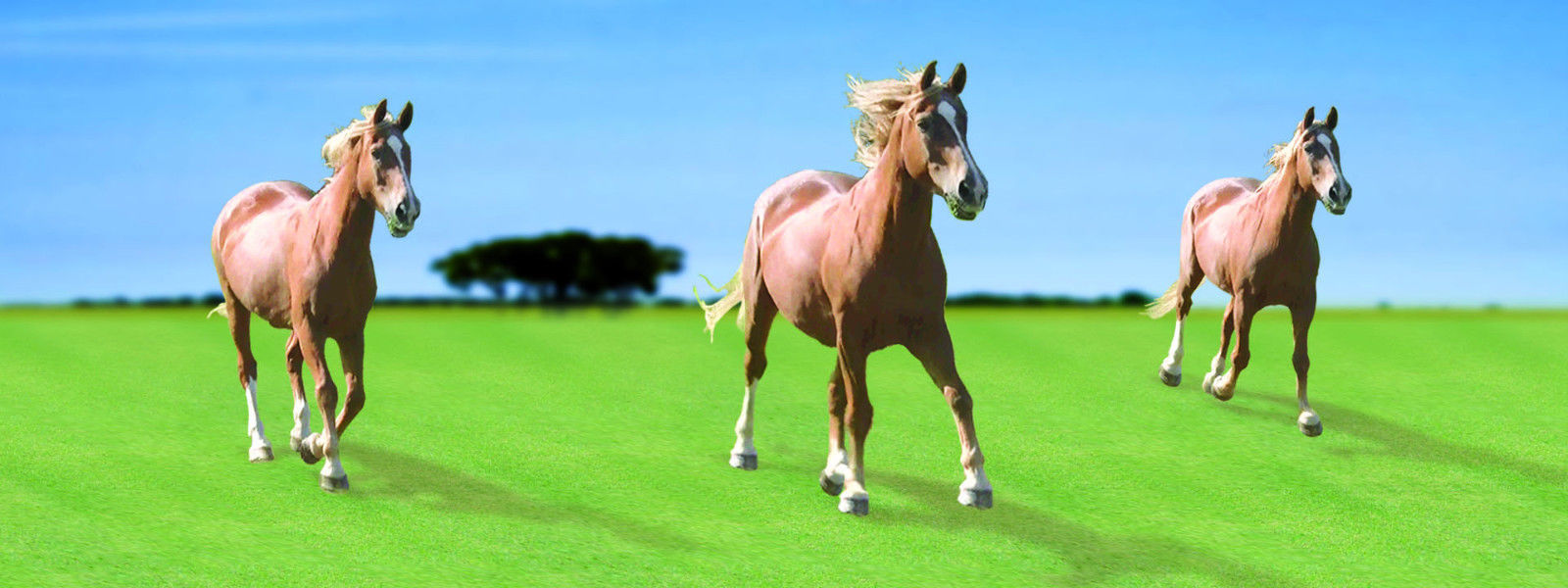 Gift Trenz Horses 3-D Motion 6