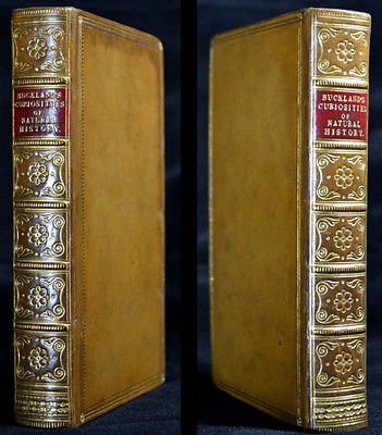 1859 CURIOSITIES OF NATURAL HISTORY FRANCIS BUCKLAND ILLUSTRATED LEATHER GILDED