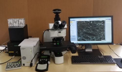 Olympus Microscope BX61 Fluorescence with Apos and Motorized stage