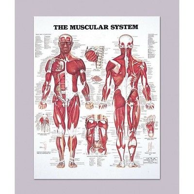 The Muscular System * Anatomy Poster * Anatomical Chart Company