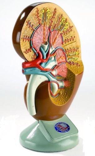 Deluxe Left Kidney Human Anatomical Model