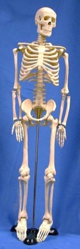 Human Skeleton Model (Half-Sized) 85cm Tall