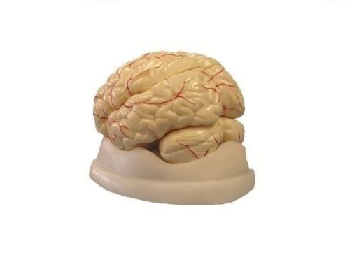 8 Part Deluxe Brain Model: Human Anatomy