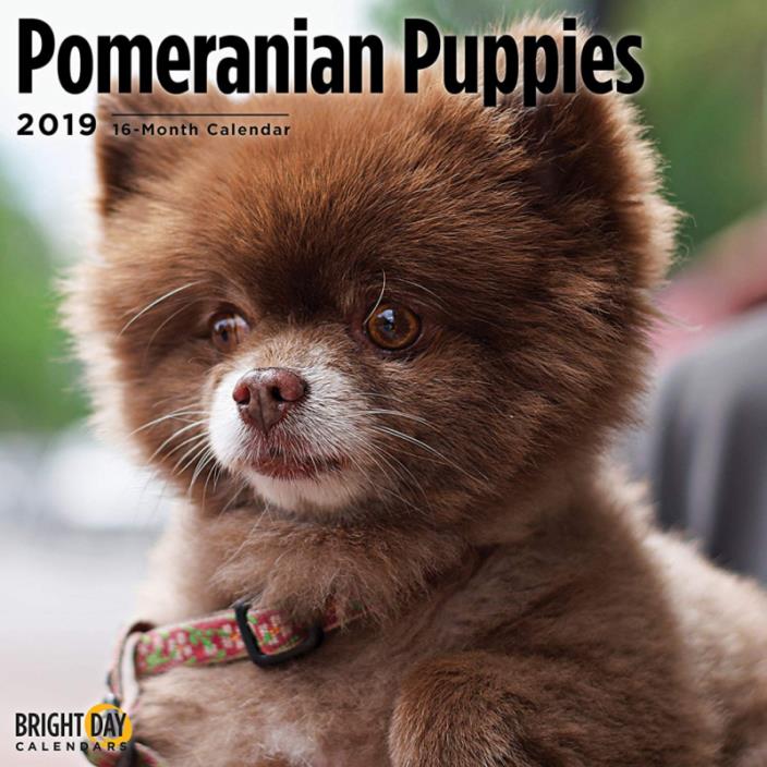 Bright Day Calendars Pomeranian Puppies 2019 16 Month Wall Calendar