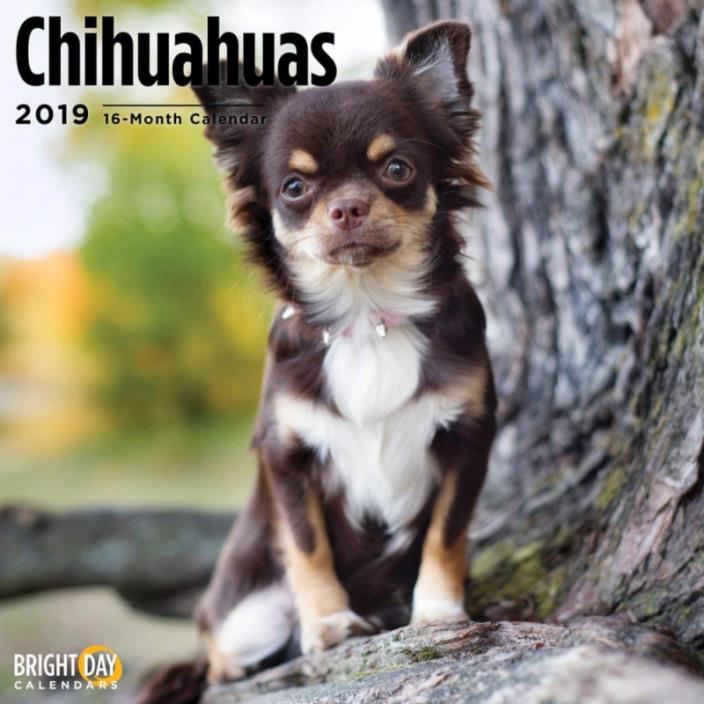 Bright Day Calendars Chihuahuas 2019 16 Month Wall Calendar 12 x 12 Inches
