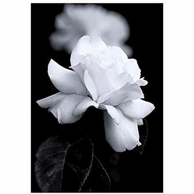 Photo Nature Black White Rose Petal Flower Print F12X4204 Posters & Prints