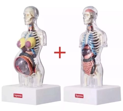 Supreme Male AND Female Anatomy Set Model Brand New *Confirmed Order*