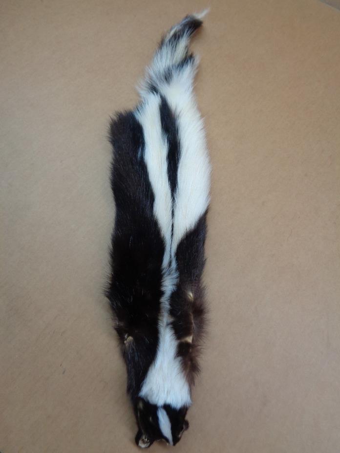 Professionally Tanned XL #2 prime skunk hide/fur/gag gift/prank