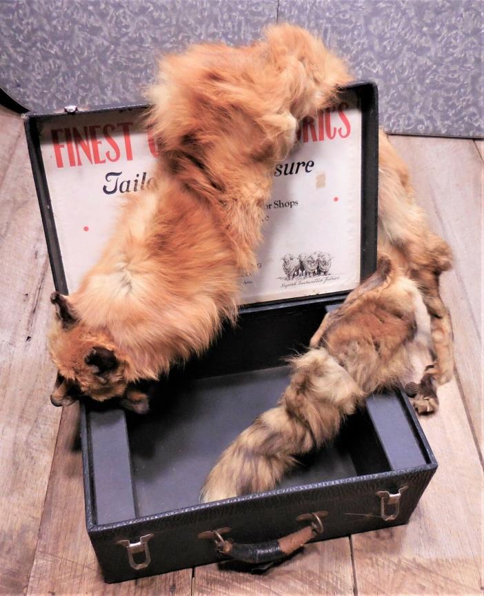 Vintage Fox Stoll in box, 1920 wedding gift. Super Fur-Fox Fur