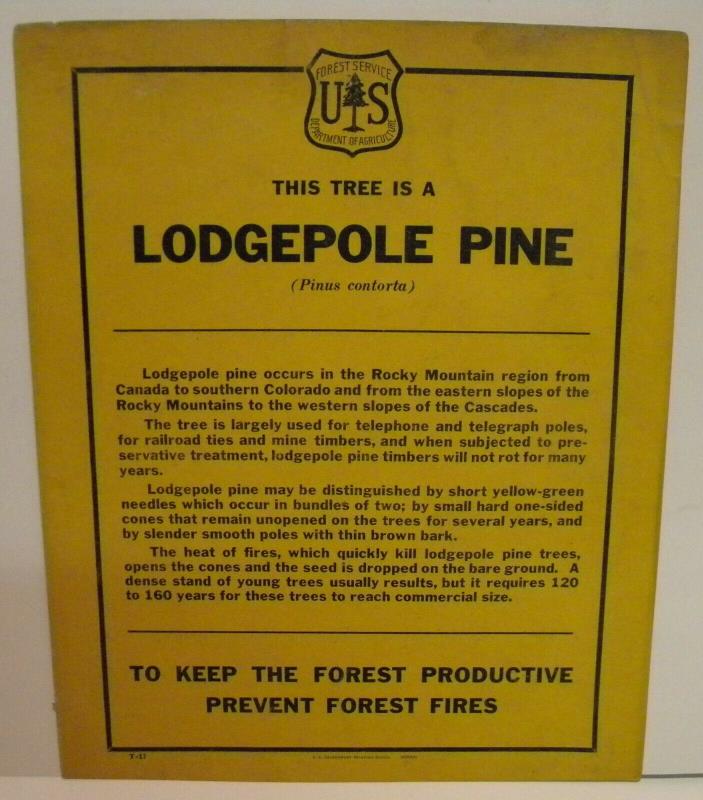 Old Forest Service  Identification TREE Sign LODGEPOLE PINE