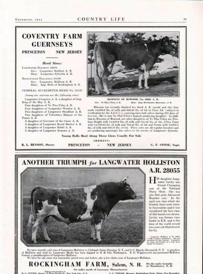 1923 DAIRY COW GUERNSEY AGRICULTURE FARM PRINCETON BULL6343