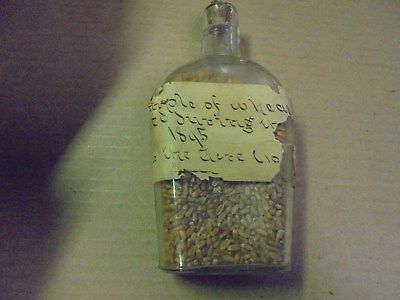 Vintage Sample of Wheat from 1895 Grain Genetics Science
