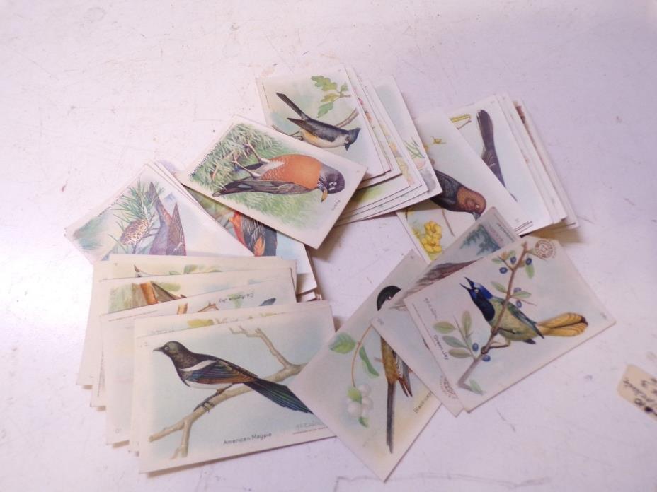 42 Old Arm & Hammer Bird Cards mixed Series
