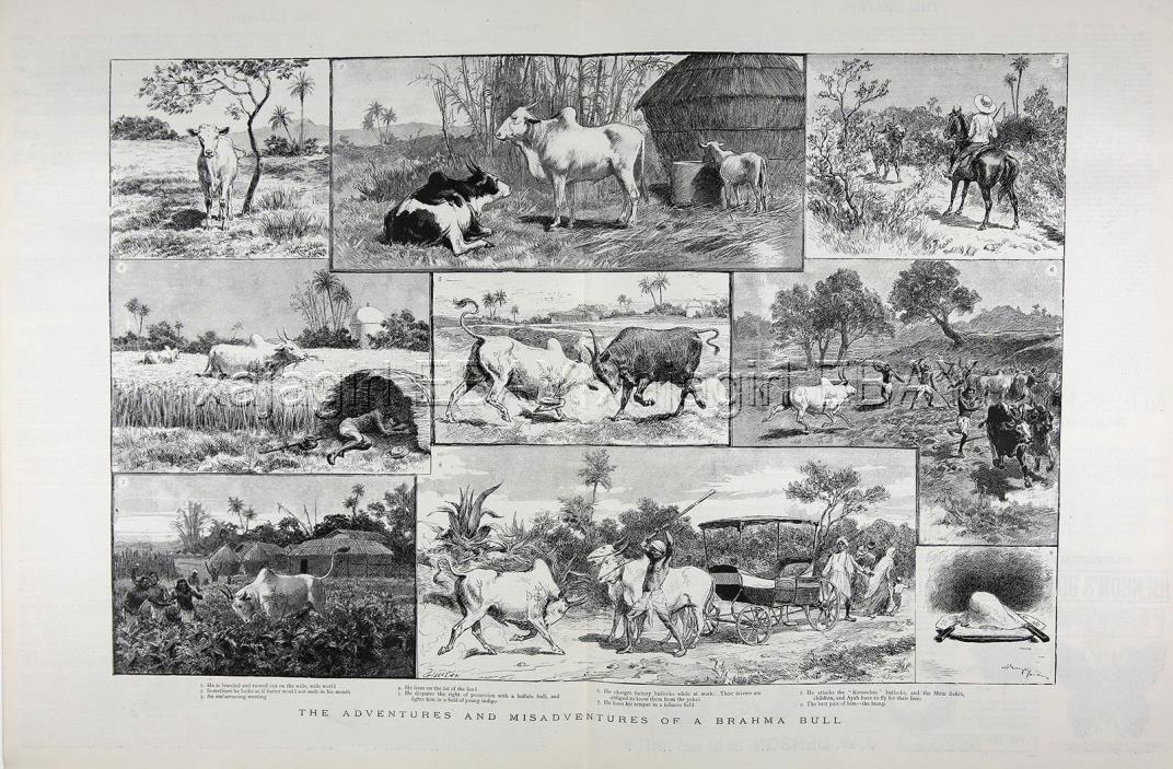 COW Brahman Brahma Zebu Cattle, Huge Comic Double-Folio 1880s Antique Print