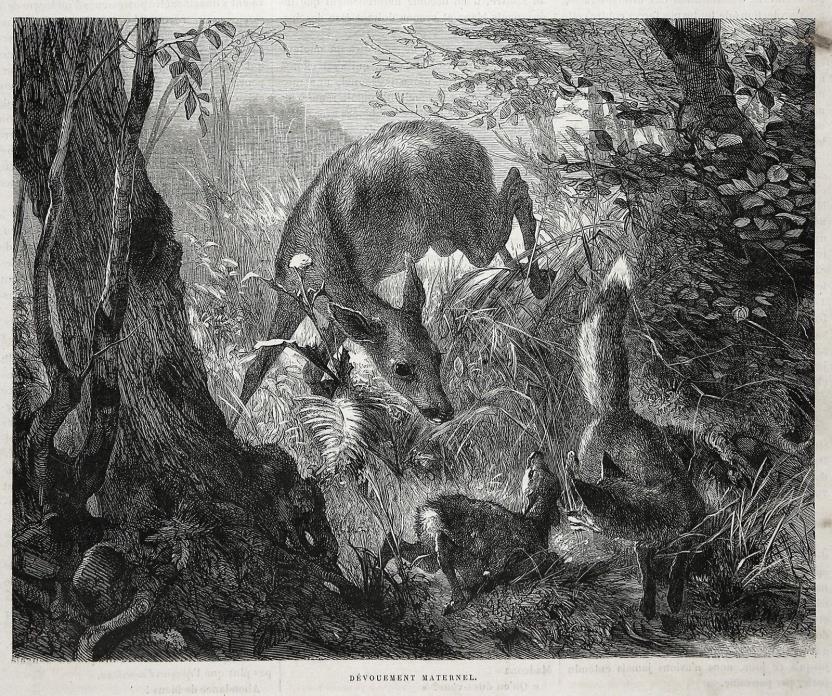 Deer Doe Mother Saves Baby Fawn from Fox, Large 1880s Antique Print
