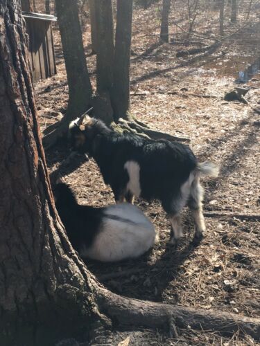 Nigerian Dwarf Goats. Two 8 Month Old Males.