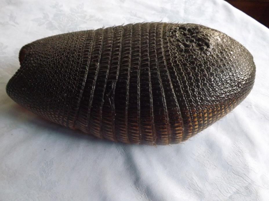 AUTHENTIC ARMADILLO SHELL (  Dasypus novemcinctus )