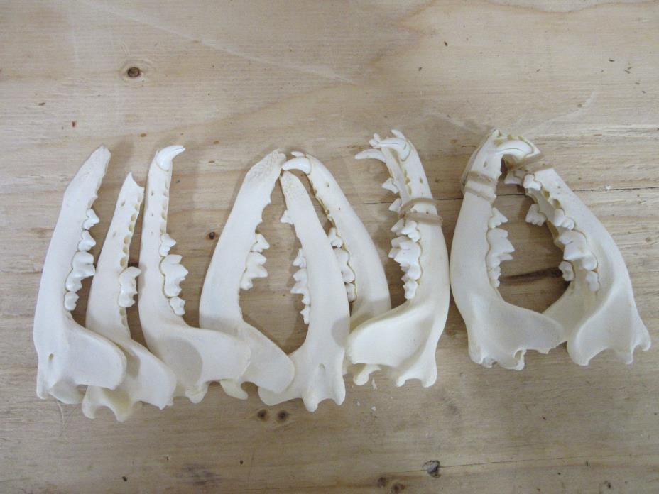 12 craft coyote jaws, craft grade, oddity, damaged, burning & carving practice