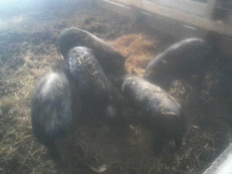 Guinea Hogs
