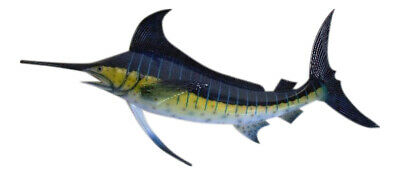 Marlin Salt Water Trophy Wall Decor Two Dimensional 48 Inches