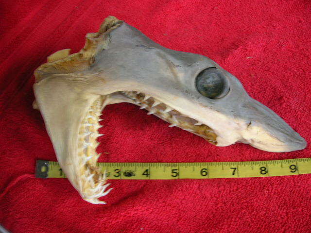 Real dried MAKO SHARK HEAD TAXIDERMY/jaw/jaws/mount/teeth/sharks/skeleton/fish