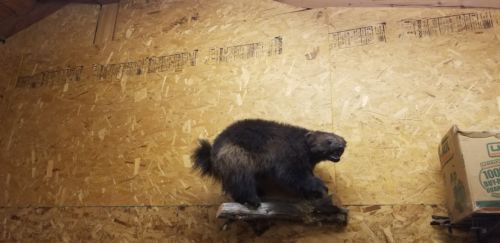 Taxidermy lifesize wolverine nice