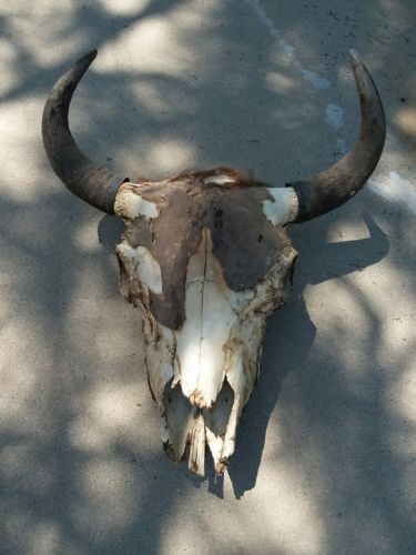 Real Steer Skull Cow Skull Bull Skull