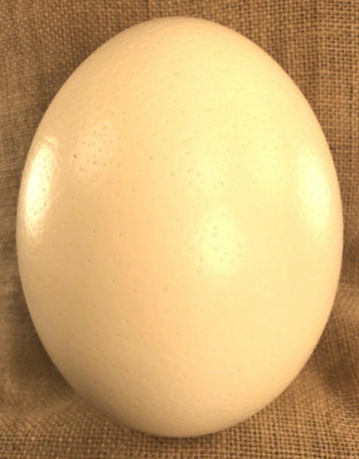 Genuine South African Ostrich Egg - Display Decorative Craft