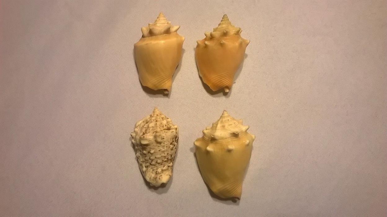 4 Conk Seashells - 2 3/4