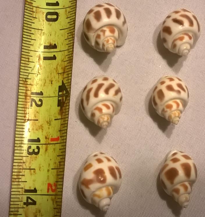 Leopard Hermit Crab Sea Shells Lot of 6 - 1 1/4