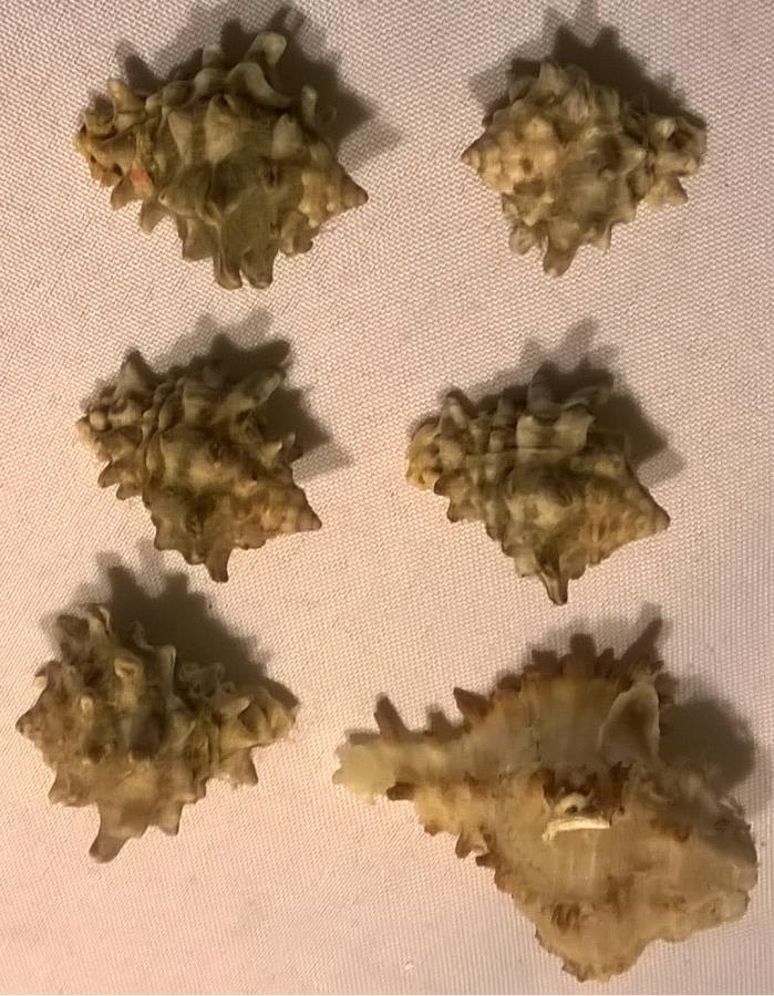 Spikey Sea Shells Lot of 6 - 1 1/2