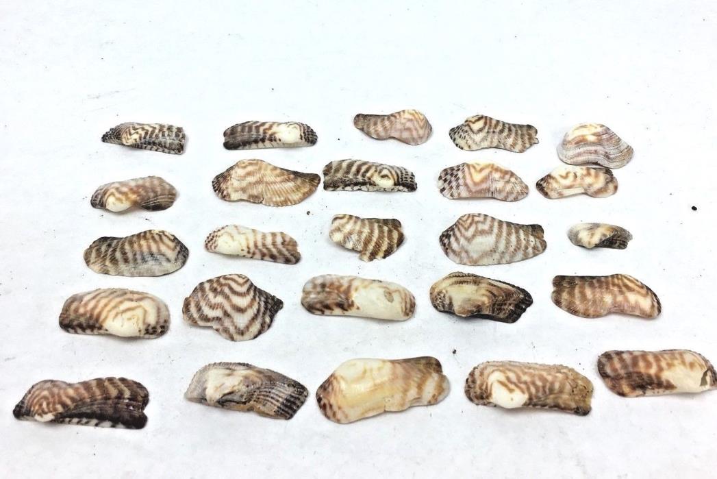 Turkey Wing Seashells Lot of 25 Florida Beaches