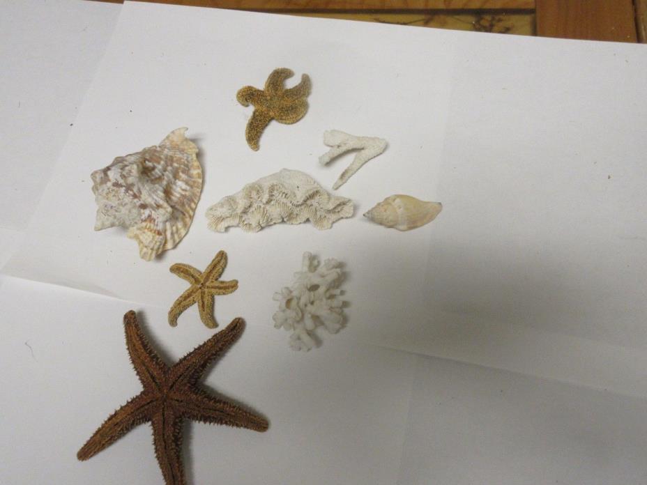 Sea Shells , Lot of 8 ,Varied Designs