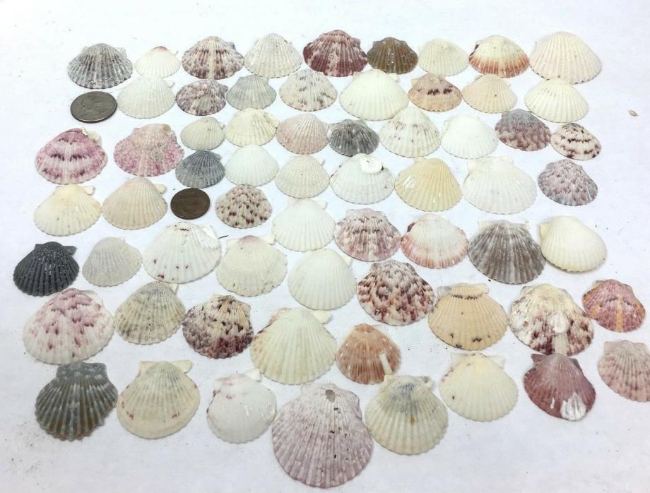 Scallop Seashell Lot of 100 Calico White Grey Home Decor Crafts Wedding