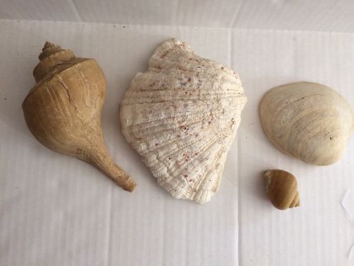 4 Ocean Sea Shells in Different sizes (2 Large, 1 medium, 1 small)