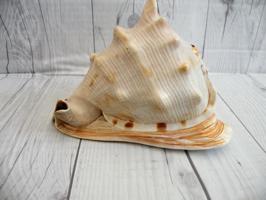 Conch Shell 6.5 inches-Beautiful Conch Shell-Cool Home Decor