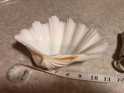 Vintage Sea Shell Ocean Beach Seaside Seashell Decor 8” Soap / Candy Dish / Tray