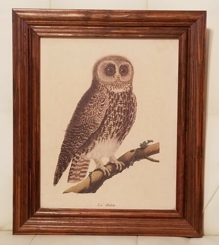 Vintage La Hulote Owl bird Framed Print Artwork Decor wall hanging