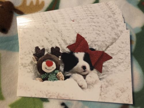 Border Collie Puppy Dogs Christmas Cards Bundle Of 10 Plus Envelopes Holiday New