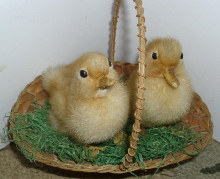 2 Vintage Duck Ducklings in Basket Antique Easter 1950s