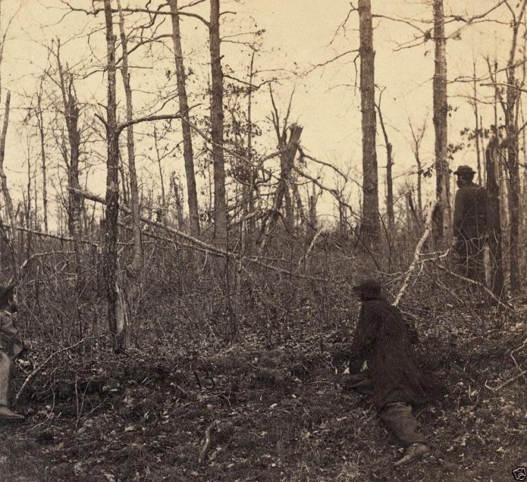 Destroyed Trees Artillery Fire Plank Road Wilderness New 8x10 US Civil War Photo