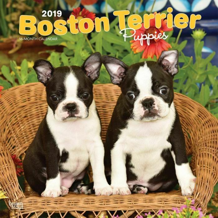 Boston Terrier Puppies 2019 Calendar - Boston Terrier Puppies Wall Calendar 2019