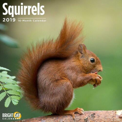 Squirrels 2019 16 Month Wall Calendar 12 x 12 Inches