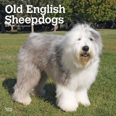 Old English Sheepdogs Wall Calendar, Old English Sheepdog by BrownTrout