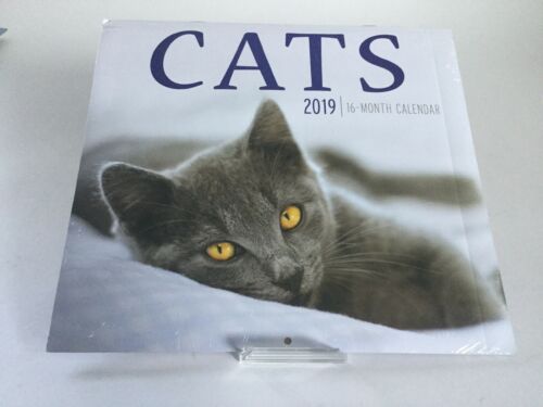 Cats 2019 Calendar 16 Month Wall Hanging 12 X 11 Inch Cat Lover Pet Animal