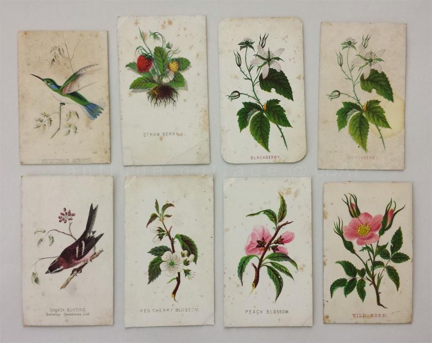 LOT 1800s antique 8 PRANG CDV PHOTO ALBUM FILLER CARDS~MIXED art FLOWER BIRD