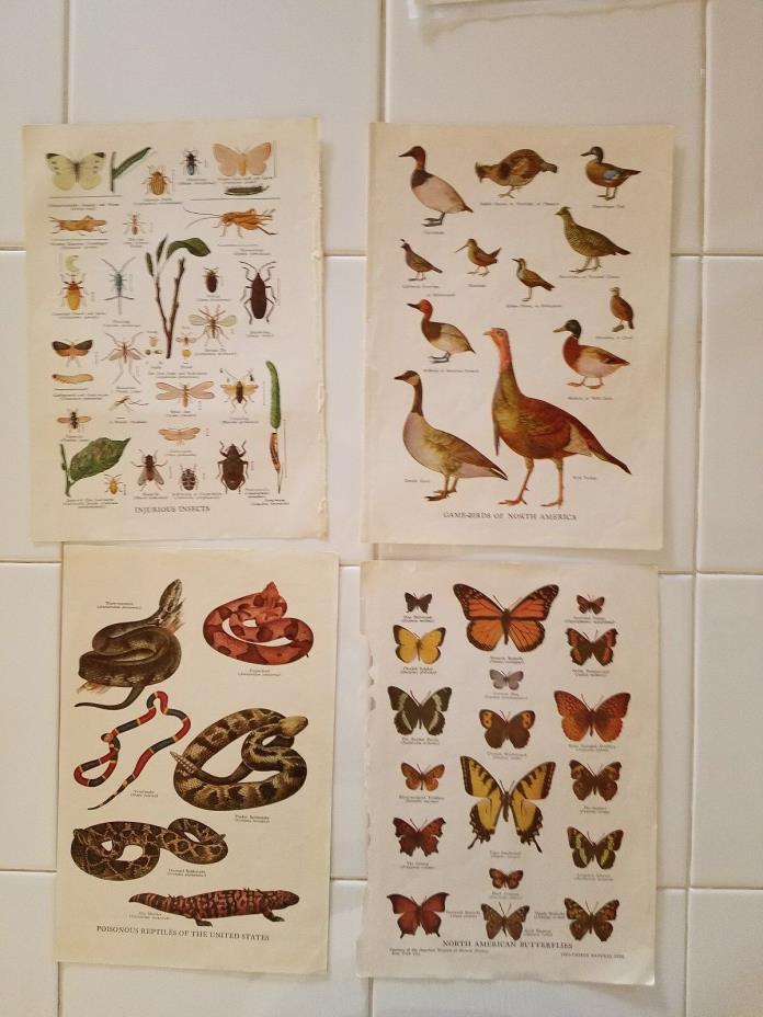 4-1942 Dictionary Prints, Game Birds, Butterflies, Snakes, Insects, Nature