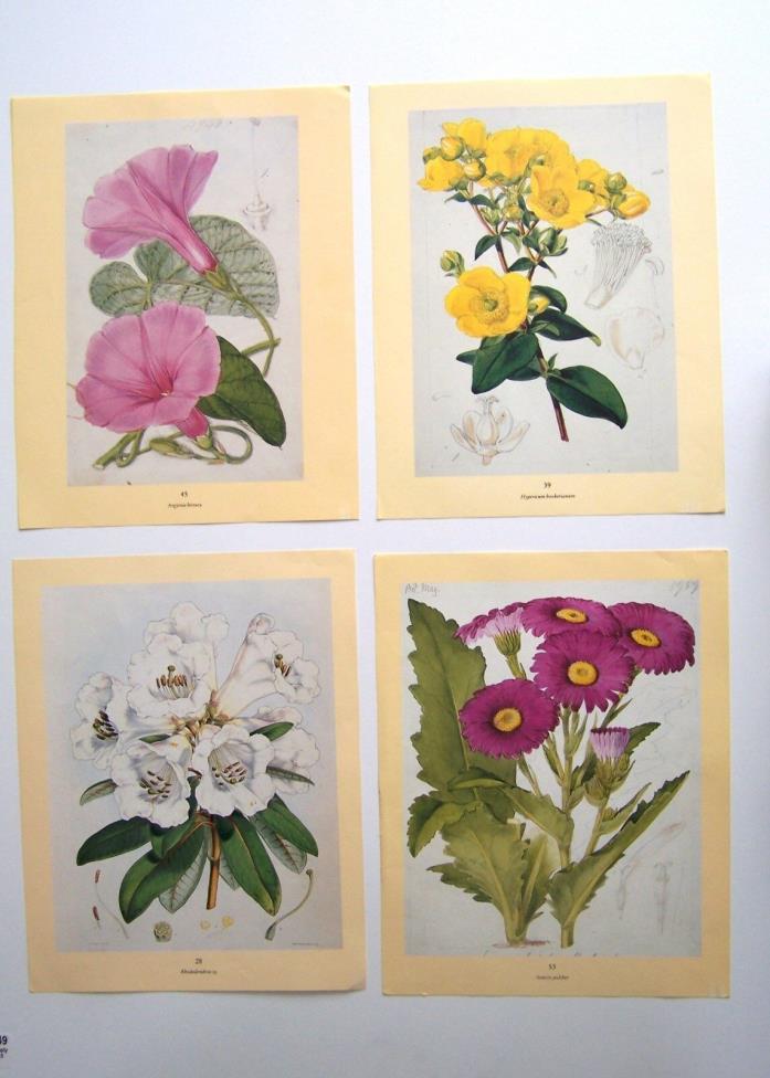 Vintage lot of 4 Double sided Botanical Prints, Flowers, Plants, Home Decor